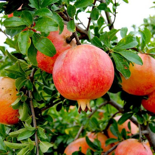 Саджанці граната Моллар де Ельче (3-х річний) - середнього терміну дозрівання, невибагливий, великоплідний, фото 1