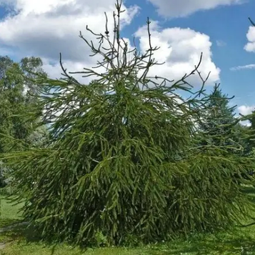 Ялина звичайна  ‘Virgata’ 140-160 см. саджанець