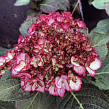 Гортензія великолиста Royalty® Collection Beauty of Boskoop горщик с5, фото 4