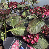 Гортензія великолиста Royalty® Collection Beauty of Boskoop горщик с5, фото 5