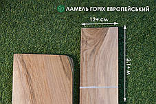 Ламель горіх європейський