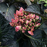 Гортензія великолиста BLACK DIAMONDS® Midnight Pearl гор р17 4рок, фото 2