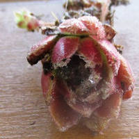 Молодило Червонуте. НЧ. Дітки для вкорінення.