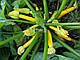 Семена кабачка Мериголд F1 \ Merigold F1 (Мери Голд) 500 семян Clause, фото 2