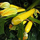 Семена кабачка Мериголд F1 \ Merigold F1 (Мери Голд) 500 семян Clause, фото 3