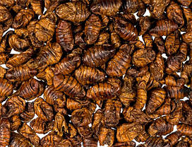 Корм Буся, Silkworm puppae, лялечка тутового шовкопряду, 450 ml., фото 4