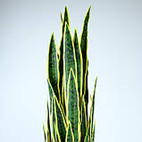 Штучна рослина Engard Sansevieria, 92 см (DW-12), фото 4