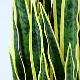 Штучна рослина Engard Sansevieria, 92 см (DW-12), фото 6