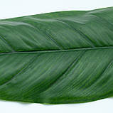 Штучне листя Engard Spathiphyllum 65 см (DW-33), фото 8
