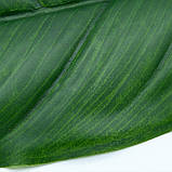 Штучне листя Engard Spathiphyllum 65 см (DW-33), фото 7