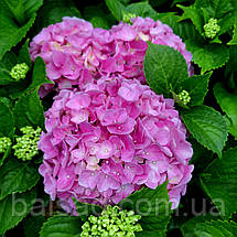 Гортензія Хай Рівер / Р12 / Hydrangea macrophylla Hi River, фото 4