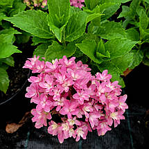 Гортензія Меджікал Фарфалла / Р12 / Hydrangea Magical Farfalla, фото 3