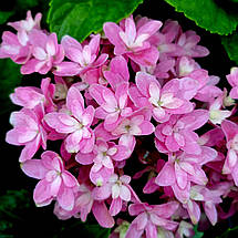 Гортензія Меджікал Фарфалла / Р12 / Hydrangea Magical Farfalla, фото 2
