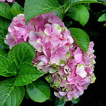 Гортензія Хай Маунтін / Р12 / Hydrangea macrophylla Hi Mountain, фото 2