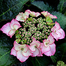 Гортензія Тіффани Пінк / Р12 / Hydrangea macrophylla Tiffany pink, фото 3