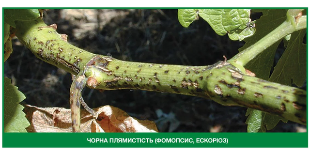 чорна плямистість або фомопсис