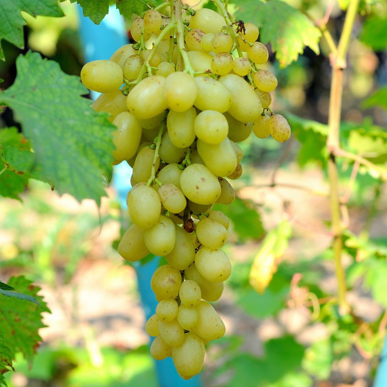 Саджанець винограду Злато мускат столовий