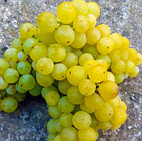 Саджанець винограду Іршаї олівер мускат технічний