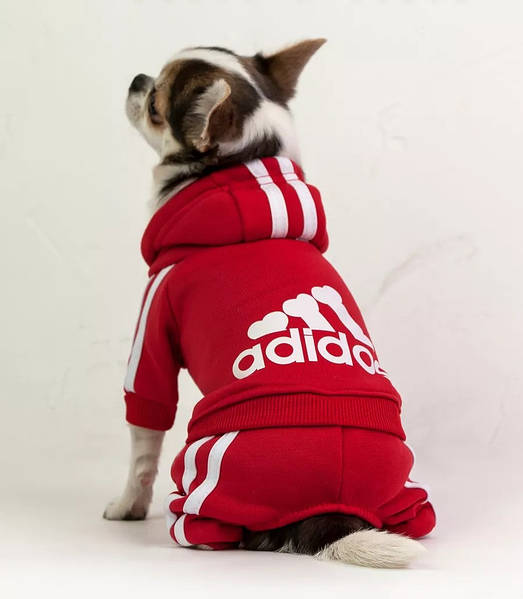 Adidog 210 Zoostandart .ua