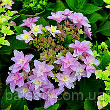 Гортензія крупнолиста Флорія / Р12 / Hydrangea Floria, фото 4