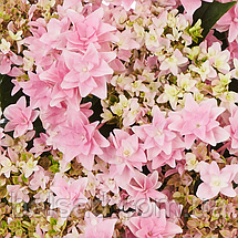 Гортензія крупнолиста Флорія / Р12 / Hydrangea Floria, фото 5
