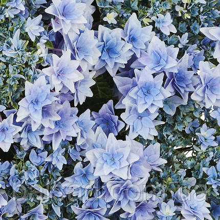 Гортензія крупнолиста Флорія / Р12 / Hydrangea Floria, фото 1