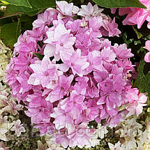Гортензія крупнолиста Флорія / Р12 / Hydrangea Floria, фото 6