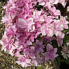 Гортензія крупнолиста Флорія / Р12 / Hydrangea Floria, фото 7