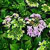 Гортензія крупнолиста Флорія / Р12 / Hydrangea Floria, фото 8