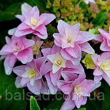 Гортензія крупнолиста Флорія / Р12 / Hydrangea Floria, фото 3