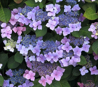 Гортензія крупнолиста 'Mariesii Perfecta', контейнер 3л