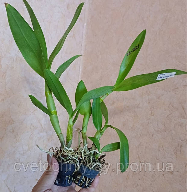 Дачадағы көршімді ренжітті Дачадағы көршімді ренжітті