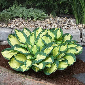 Хоста 'Popcorn'. Контейнер 2л