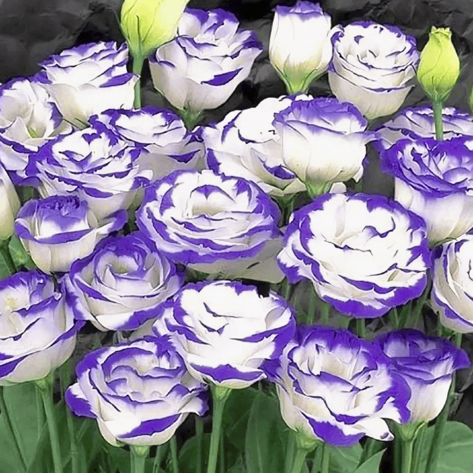 Саджанці Еустоми Carmen Blue Rim (Eustoma Carmen Blue Rim) Ø 9 см