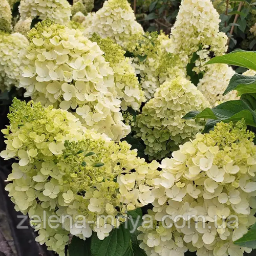 Гортензія волотиста Сільвер Долар (Silver Dollar) С3, фото 1