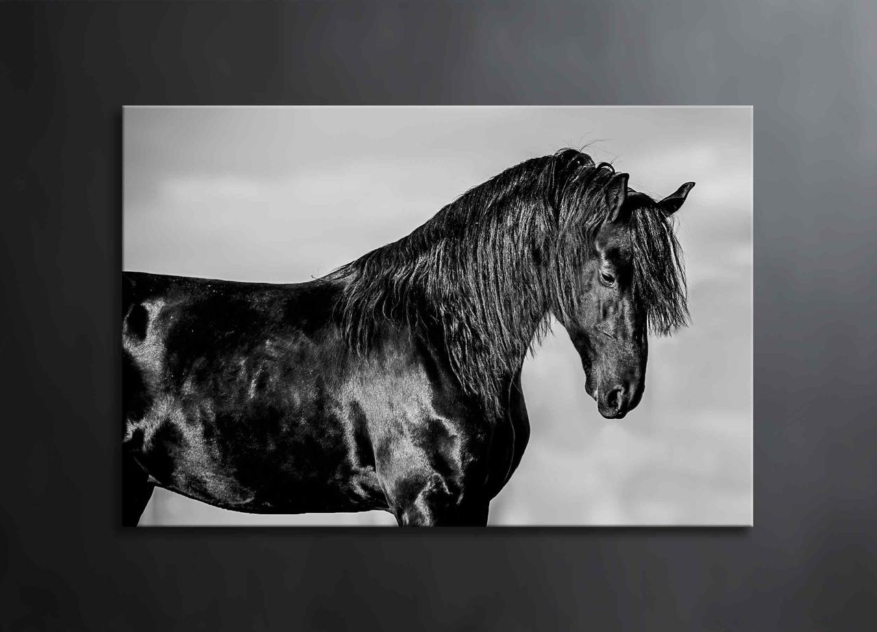 Картина Чорна Кінь Тварина Чорно-білий Декор на Стіну з Конем VE