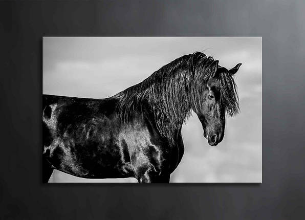 Картина Чорна Кінь Тварина Чорно-білий Декор на Стіну з Конем VE, фото 1