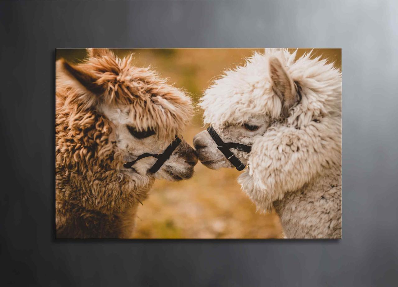 Картина Альпаки Декор на Стіну з Ламами Фотокартина з Альпаками Поцілунок Красиві Тварини VE