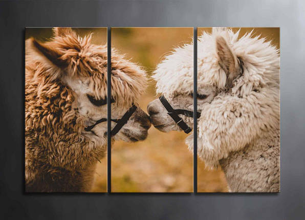 Картина Альпаки Декор на Стіну з Ламами Фотокартина з Альпаками 3 частини Поцілунок Красиві Тварини VE, фото 1