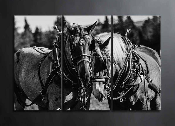Чорно-біла Картина з Конями Декор на Стіну з 3 частин Дві Коні Картина з Тваринами Креативне Мистецтво VE, фото 1