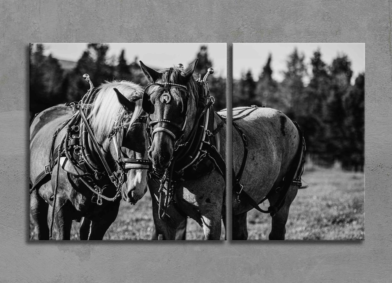 Чорно-біла Картина з Конями Декор на Стіну з 2 частин Дві Коні Картина з Тваринами Креативне Мистецтво
