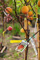 Персик PRUNUS PERSICA (PESCO) MARIA BIANCA  CLT 20  h 180 1/2 FUSTO