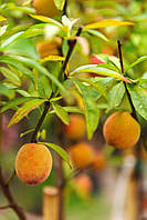 ПЕРСИК PRUNUS PERSICA (PESCO)     CLT 10 1/2 FUSTO