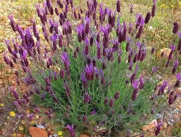 Лаванда вузьколиста 'Platinum Nico®'. Контейнер 0,5л, фото 1