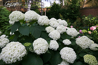 Гортензія деревовидна 'Annabelle'. Контейнер 3 л