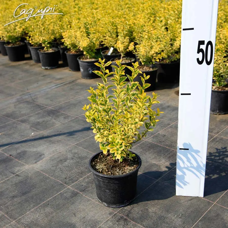 Бирючина овальнолистная 'Aureum'. Контейнер 3л, фото 1