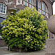 Бирючина овальнолистная 'Aureum'. Контейнер 3л, фото 5