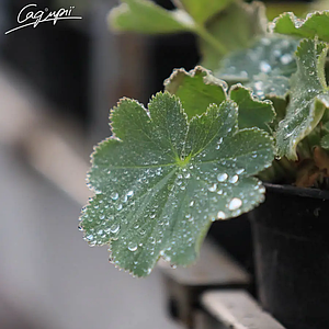 Манжетка м'яка 'Robustica', контейнер 1,5л