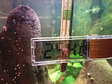Термометр для акваріума, фото 4