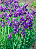 Ірис сибірський блакитний. Розсада в контейнері Д5.